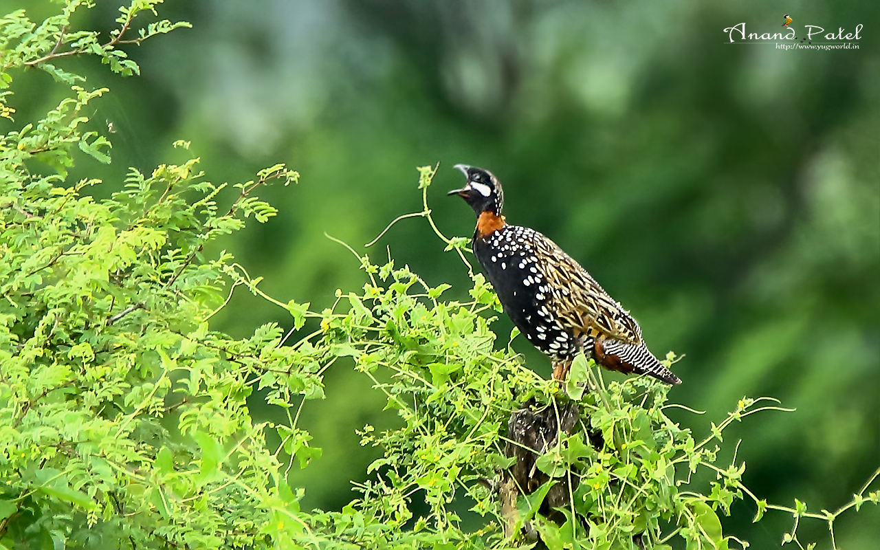 Black Francolin
